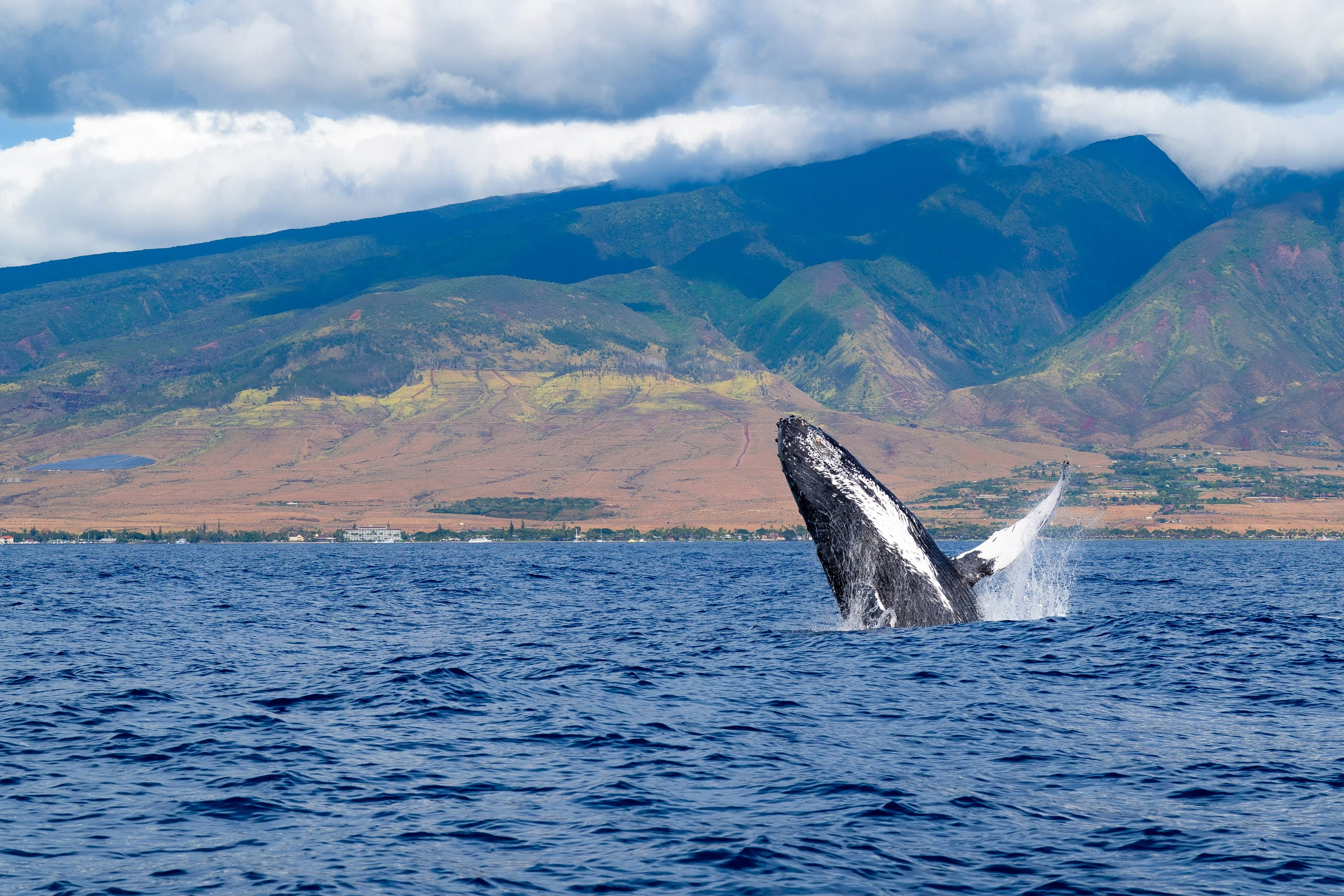 Whale Breaching in Maui